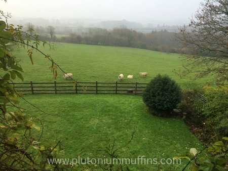 View of the sheep from my window! There's a pheasant hanging out with them too.